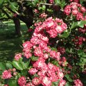 Crataegus laevigata 'Paul's Scarlet' (2)